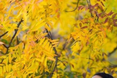 ​人生难得几个秋是什么歌