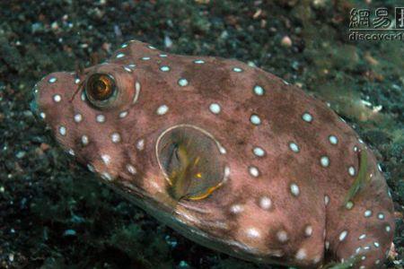 鱼为什么会装死