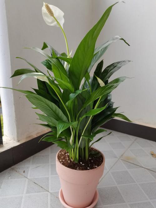 一帆风顺花怎么养（需要注意这三点）