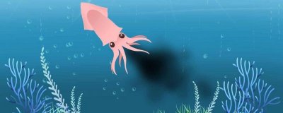 ​乌贼的营养价值及营养成分