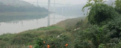 ​如何钓草鱼调漂 钓草鱼如何调漂最好用