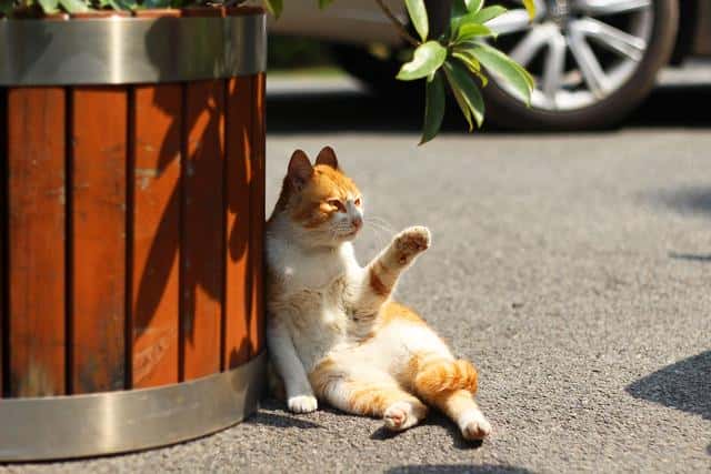 猫为什么不能养8年以上（为啥猫不能养七年）