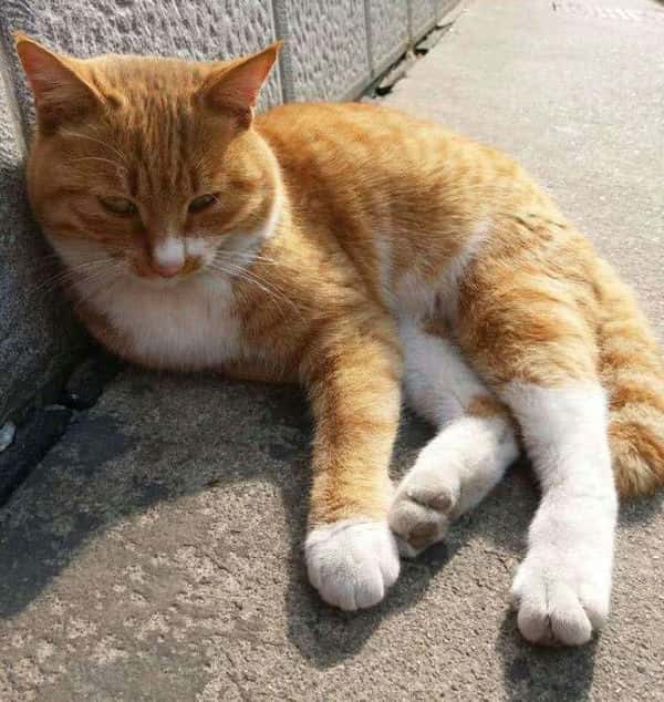 猫为什么不能养8年以上（为啥猫不能养七年）