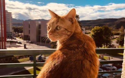 ​猫为什么不能养8年以上（为啥猫不能养七年）