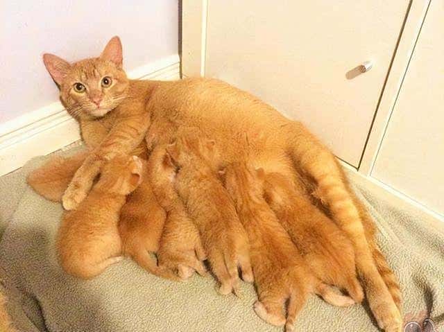 猫为什么不能养8年以上（为啥猫不能养七年）