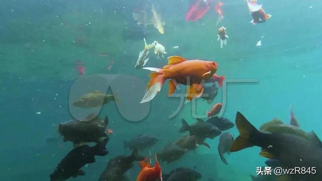 深圳中山公园附近有哪些好玩的（深圳游记之十九）(8)