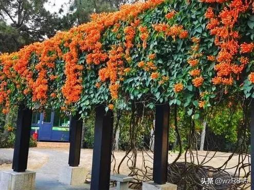 深圳中山公园附近有哪些好玩的（深圳游记之十九）(11)