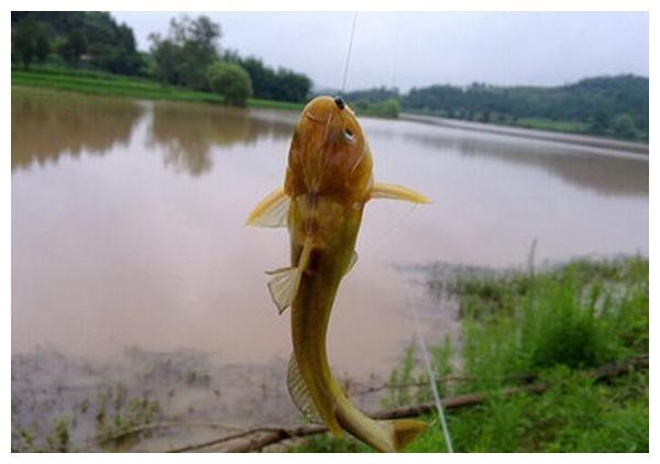 春钓黄颡鱼，老钓手的这几招绝对够狠，每次都能钓一大桶！