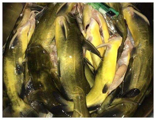 春钓黄颡鱼，老钓手的这几招绝对够狠，每次都能钓一大桶！