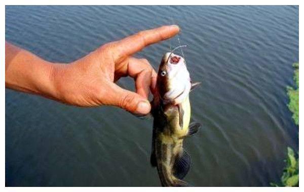 春钓黄颡鱼，老钓手的这几招绝对够狠，每次都能钓一大桶！