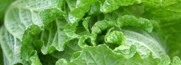 胶白菜是什么菜,小白菜是什么菜图5