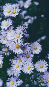 ​形容小雏菊的句子唯美短句 雏菊的句子唯美短句简短