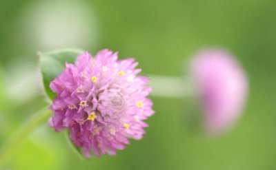 ​千日红的功效与作用（治疗风痛气喘 有利于小孩子的健康）