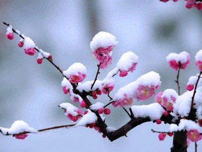 ​《红楼梦》最美的一首梅花诗，素心若雪，人淡如梅，以清欢度流年