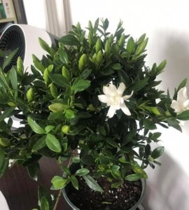 ​栀子花有花苞就是不开花怎么回事（栀子花有花苞不开花是怎么回事）