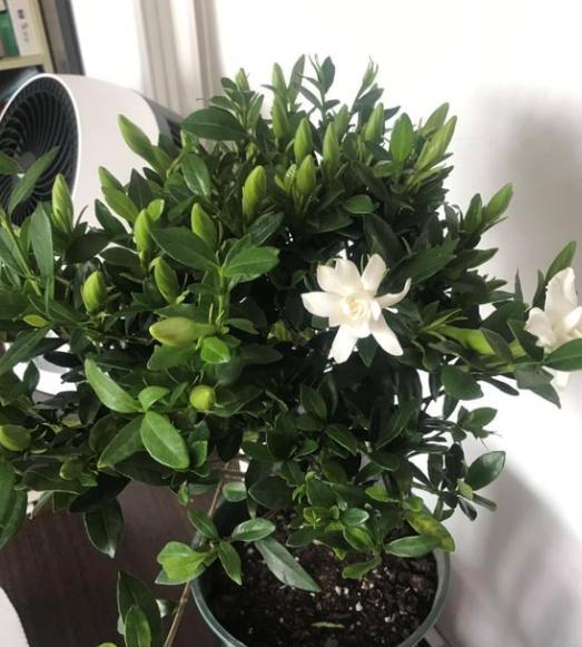 栀子花有花苞就是不开花怎么回事(栀子花有花苞不开花是怎么回事)