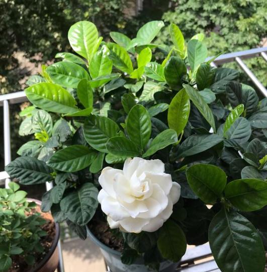 栀子花有花苞就是不开花怎么回事(栀子花有花苞不开花是怎么回事)