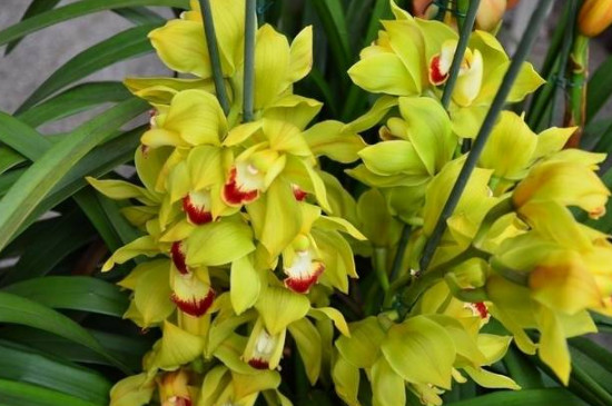 大花蕙兰冬季的养殖方法和注意事项(图4)