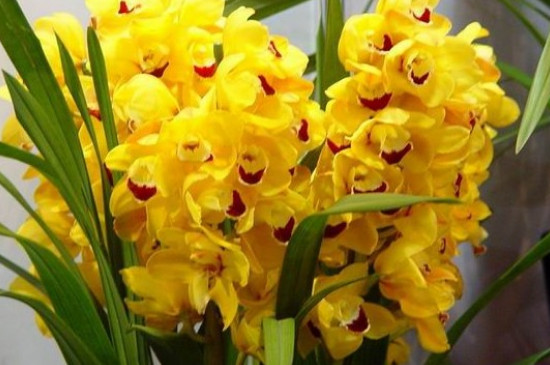 大花蕙兰冬季的养殖方法和注意事项(图3)