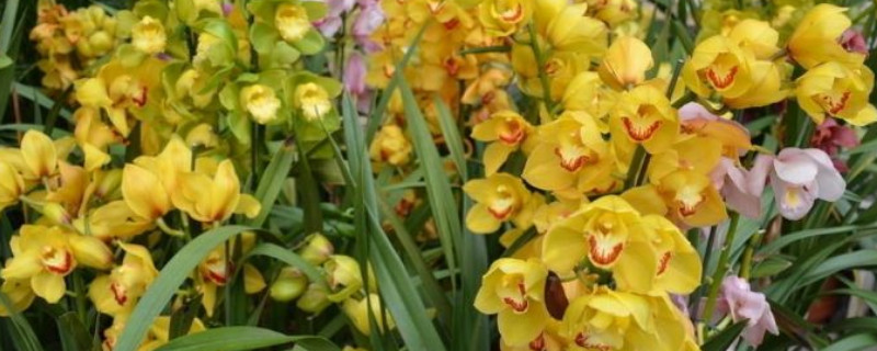 大花蕙兰冬季的养殖方法和注意事项(图1)