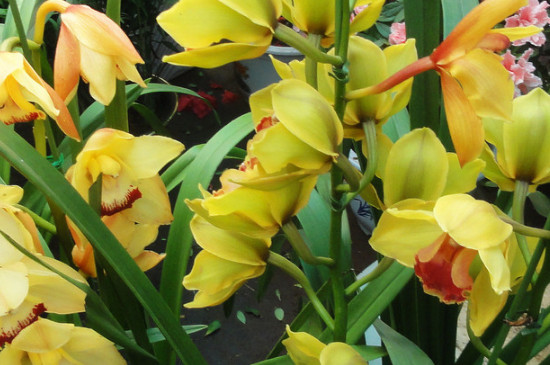 大花蕙兰冬季的养殖方法和注意事项(图2)