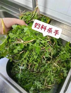 ​救命菜就在脚下！蒲公英3种神仙吃法