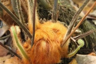 ​国家二级濒危珍稀保护植物：金毛狗蕨