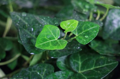 ​常春藤怎么养长得快