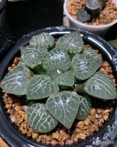 ​十二卷是什么？最有意思的多肉，不需要直射光，北向阳台也能养