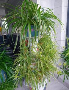 ​吊兰繁殖大揭秘：从枝条到盆栽，一步到位的秘籍！