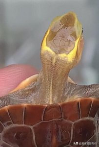 ​2022年8月19日黄缘龟最新价格