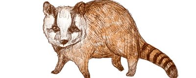 ​白面狸属于几级保护动物