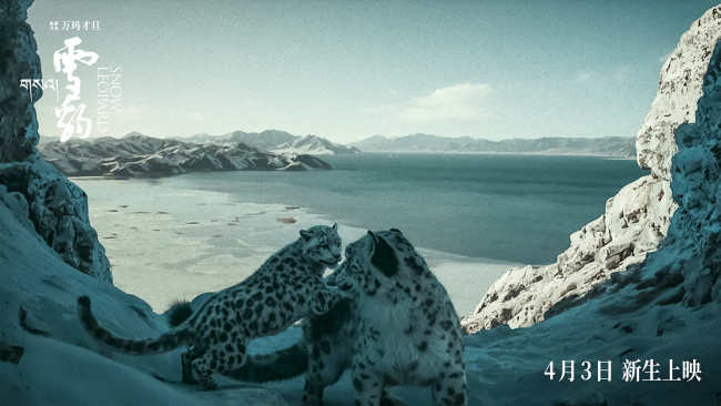万玛才旦作品《雪豹》人豹羁绊彰显影片温暖底色