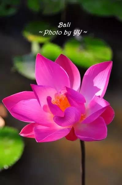 风光旖旎的巴厘岛（度假天堂浪漫巴厘岛）(35)