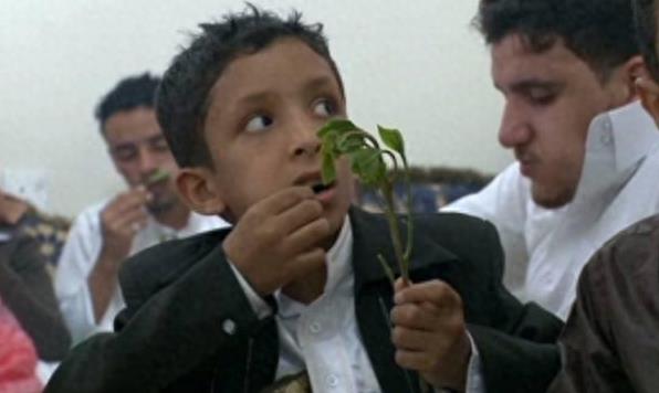 这个国家，连小孩都爱吃的叶子，其实是毒品