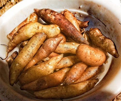 「原创首发」美味水果——雪莲果种子