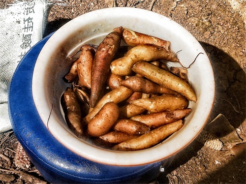 「原创首发」美味水果——雪莲果种子