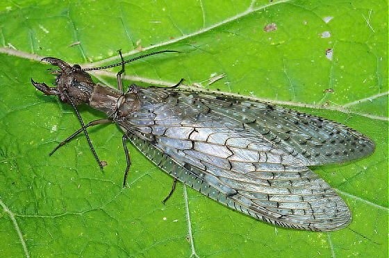 动物世界-巨齿蛉