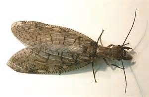 动物世界-巨齿蛉