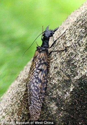 动物世界-巨齿蛉