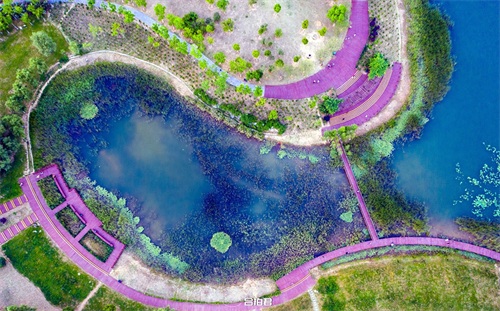 合肥四季花海，才是正版的绿轴公园