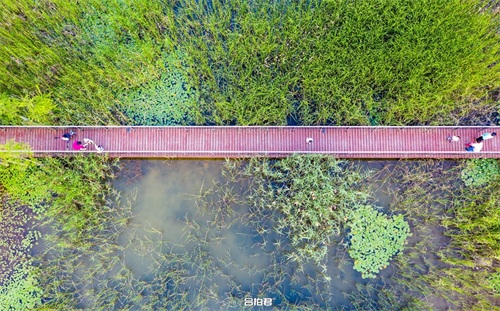 合肥四季花海，才是正版的绿轴公园