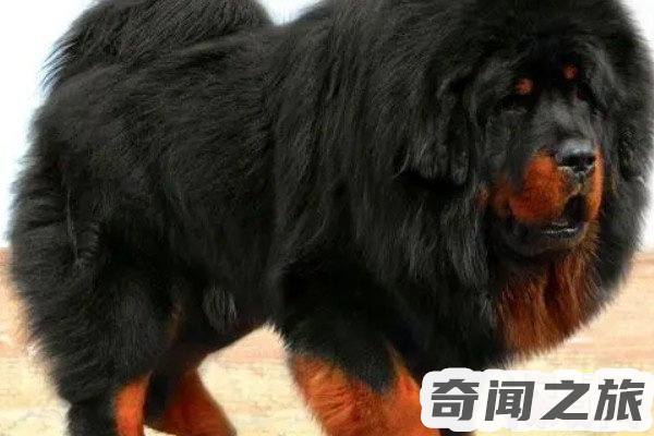 赤古藏獒多少（幼崽价格能够卖到200万一只）(4)_