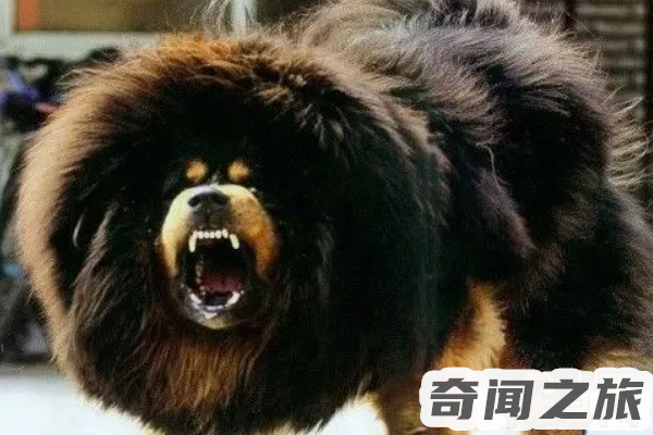 赤古藏獒多少（幼崽价格能够卖到200万一只）(3)_