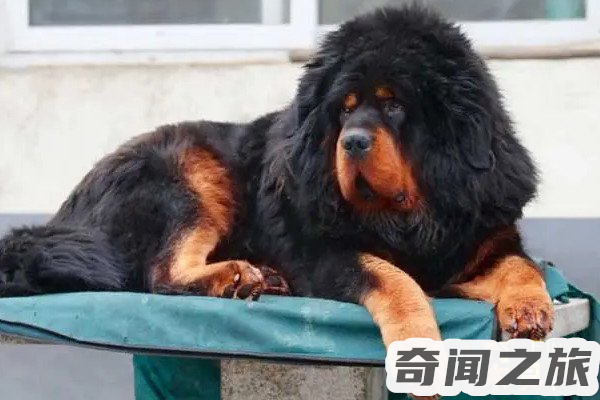 赤古藏獒多少（幼崽价格能够卖到200万一只）(1)_