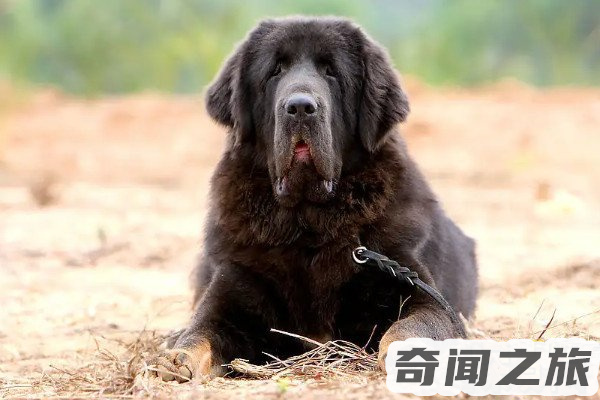 赤古藏獒多少（幼崽价格能够卖到200万一只）(2)_