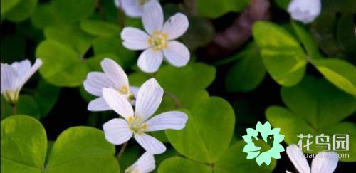 植物分为几大类（知识科普植物的种类大全）