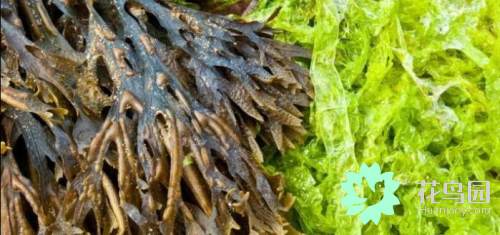 植物分为几大类（知识科普植物的种类大全）