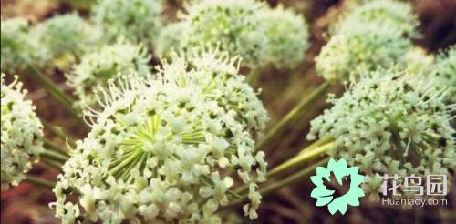 植物分为几大类（知识科普植物的种类大全）