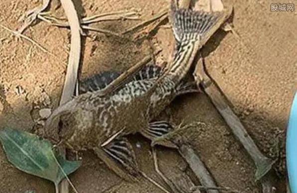 广西一水库被放生有害鱼种清道夫(不知道危害很大吗)